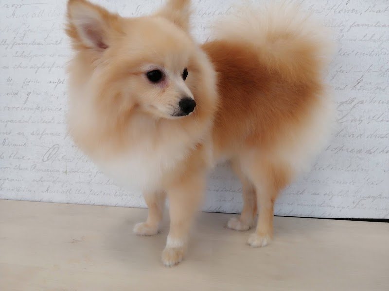 Wash Dog Curno - Foto 5