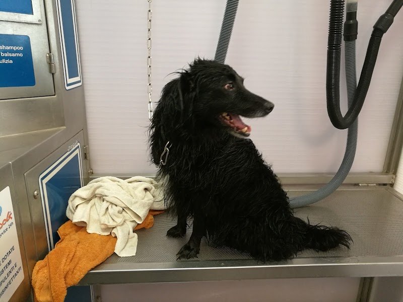 Wash Dog Curno - Foto 6