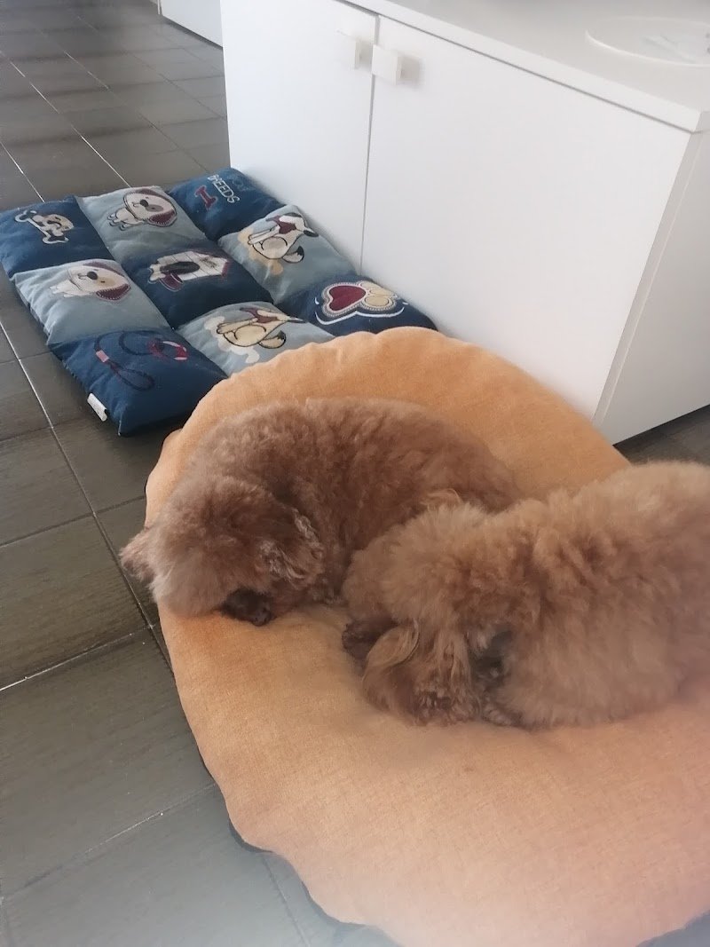 Wash Dog Fano - Foto 1