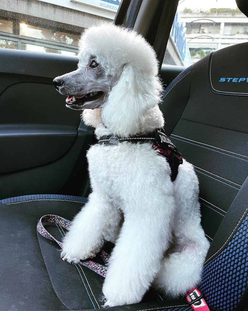 Wash Dog Fano - Foto 4