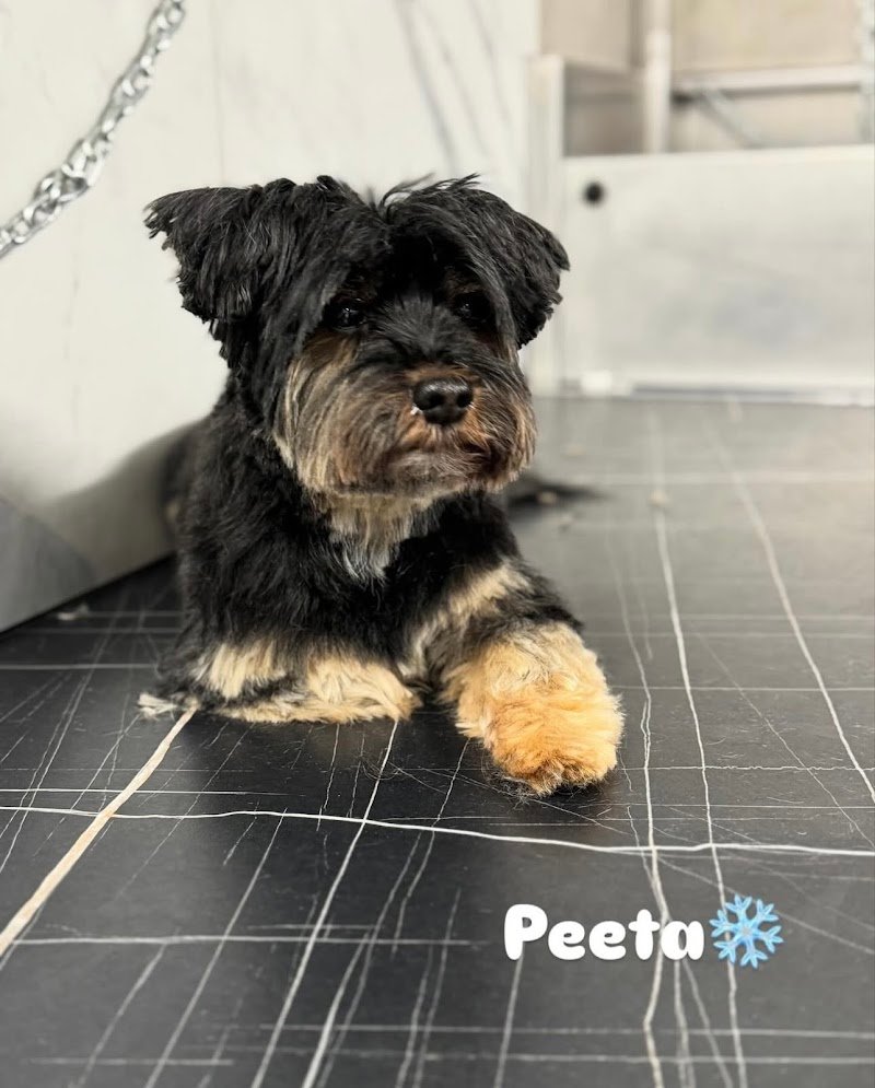 Wash Dog Ferrara - Foto 3