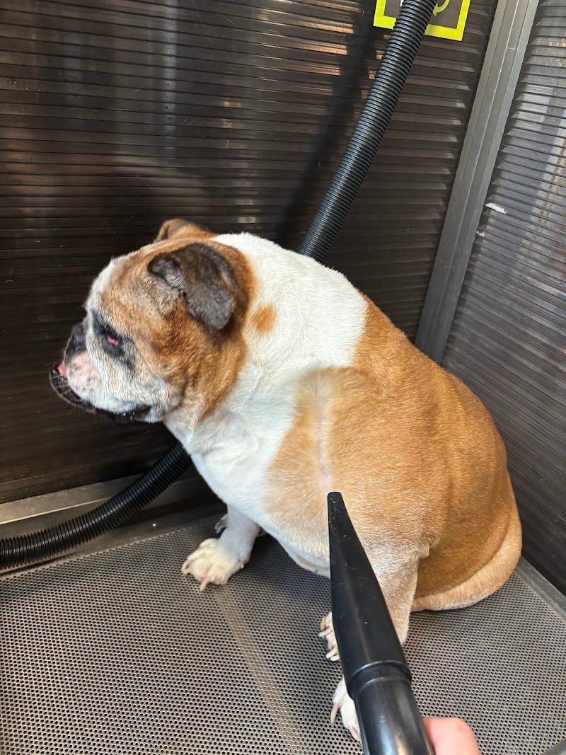 Wash Dog Ferrara - Foto 4