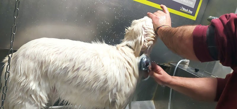 Wash Dog Ferrara - Foto 5
