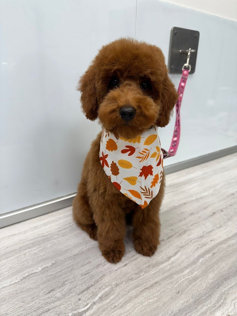 Wash dog Forlì Self Service H24 & Toelettatura professionale - Foto 2