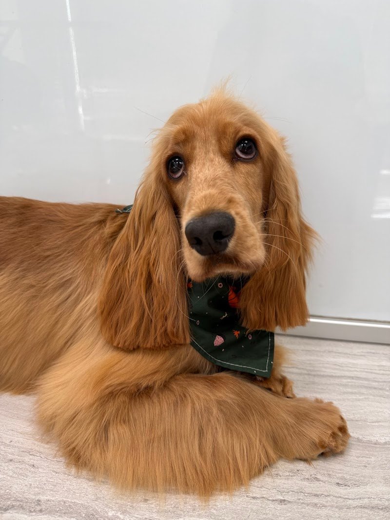 Wash dog Forlì Self Service H24 & Toelettatura professionale - Foto 3