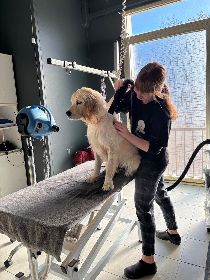 Wash Dog Imola - Foto 1