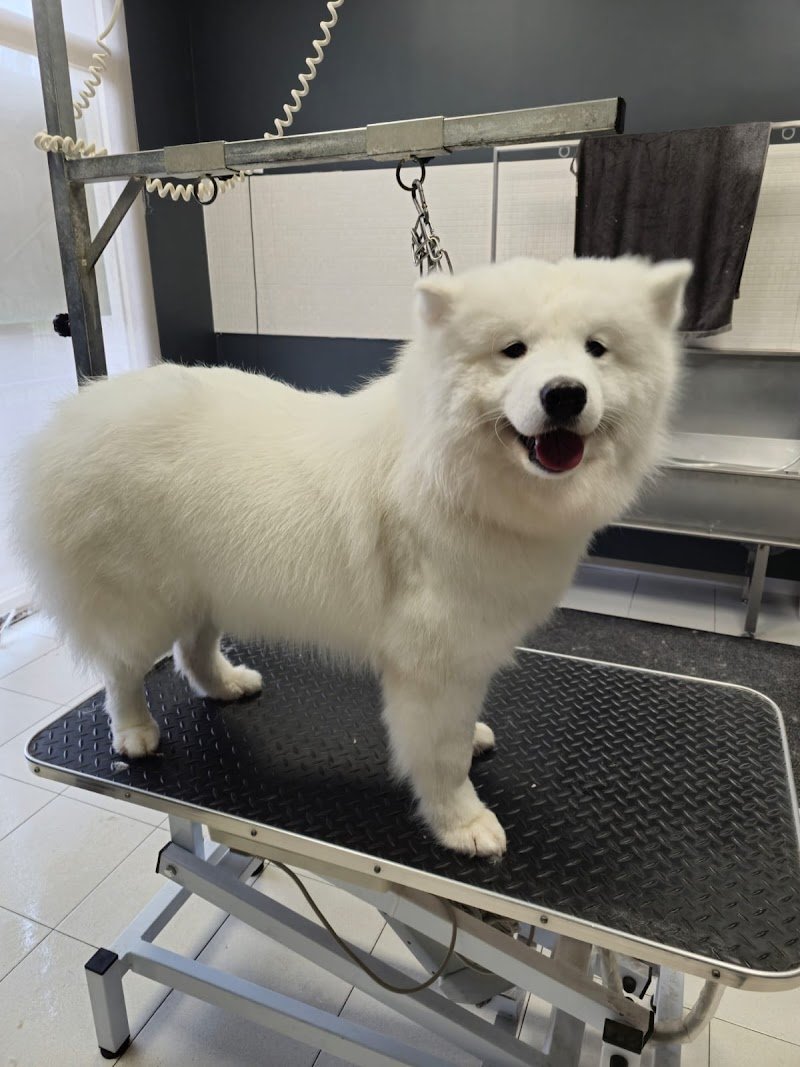 Wash Dog Imola - Foto 3