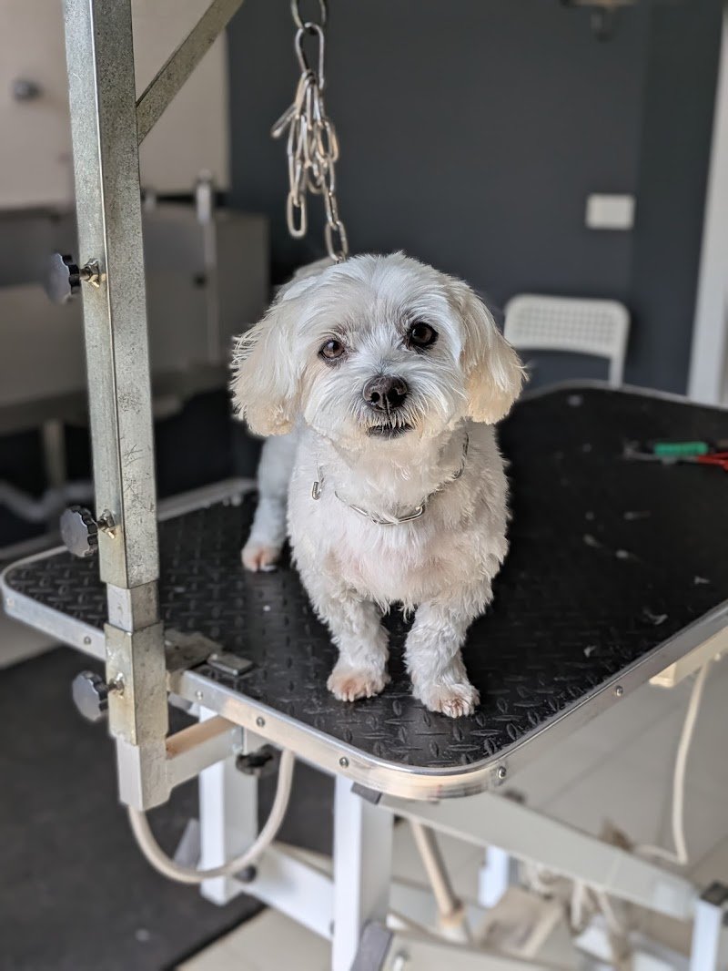 Wash Dog Imola - Foto 2