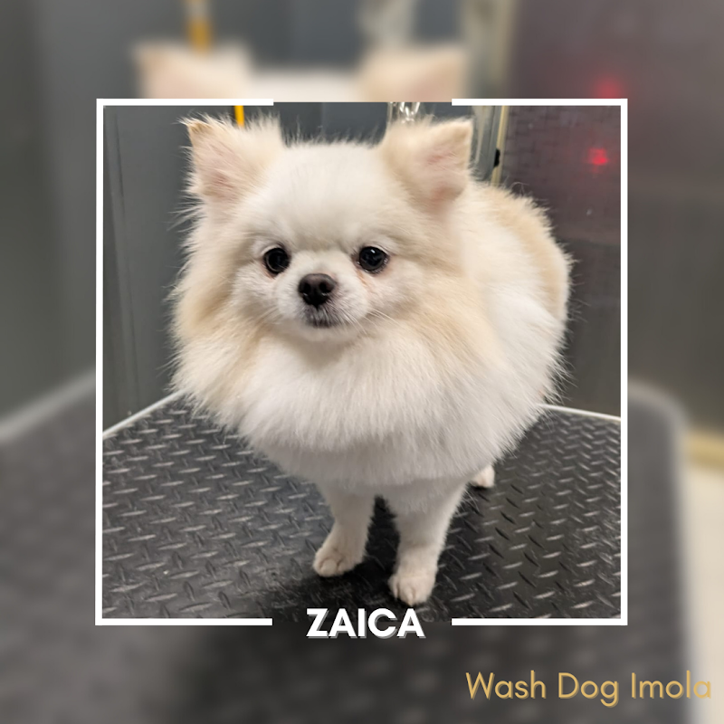 Wash Dog Imola - Foto 4