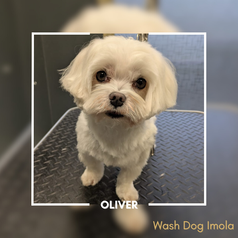 Wash Dog Imola - Foto 5