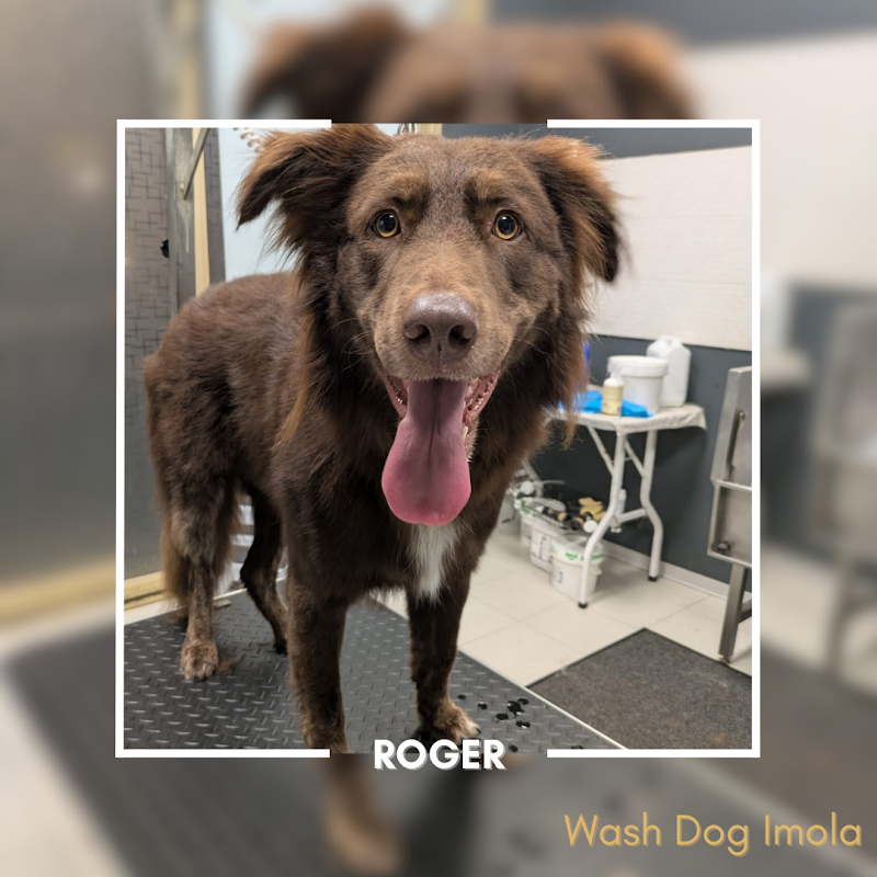 Wash Dog Imola - Foto 6