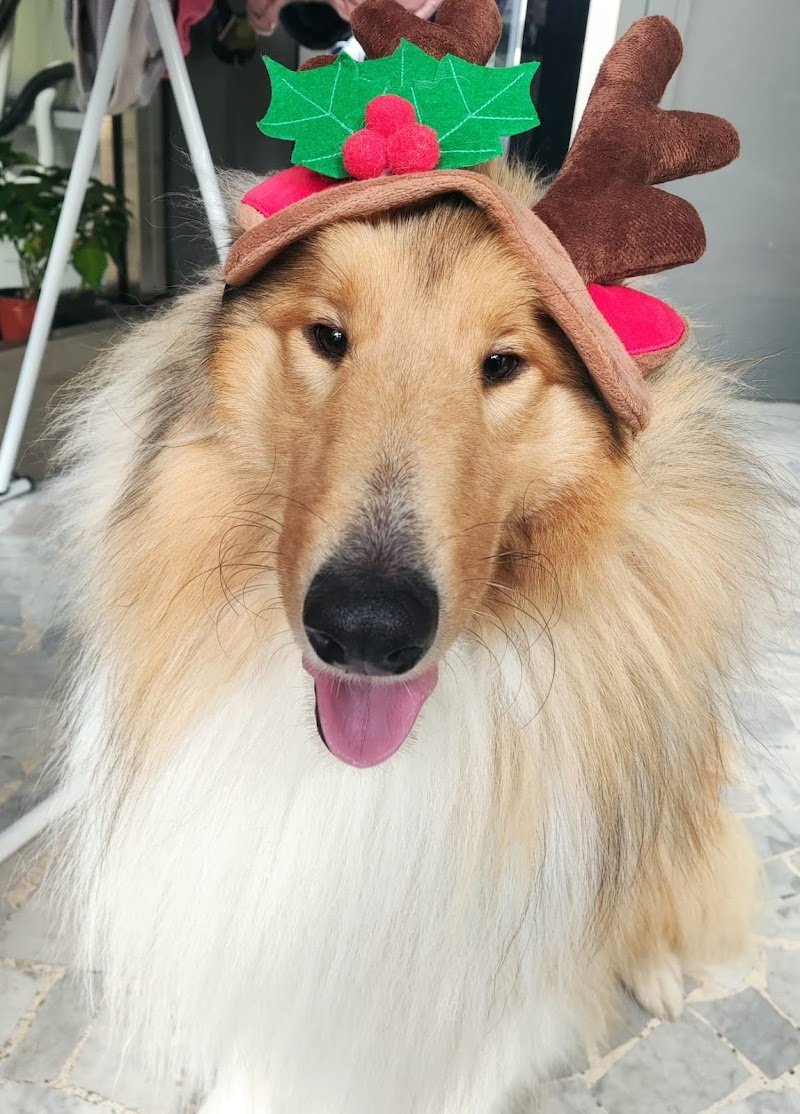 Wash Dog - lavaggio cani self 24h - Foto 3