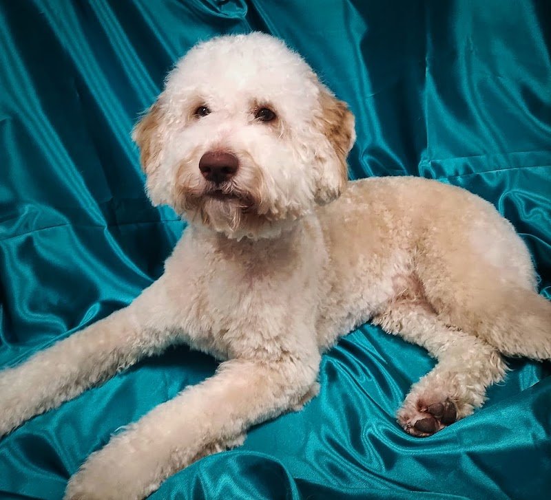 Wash Dog - lavaggio cani self 24h - Foto 6