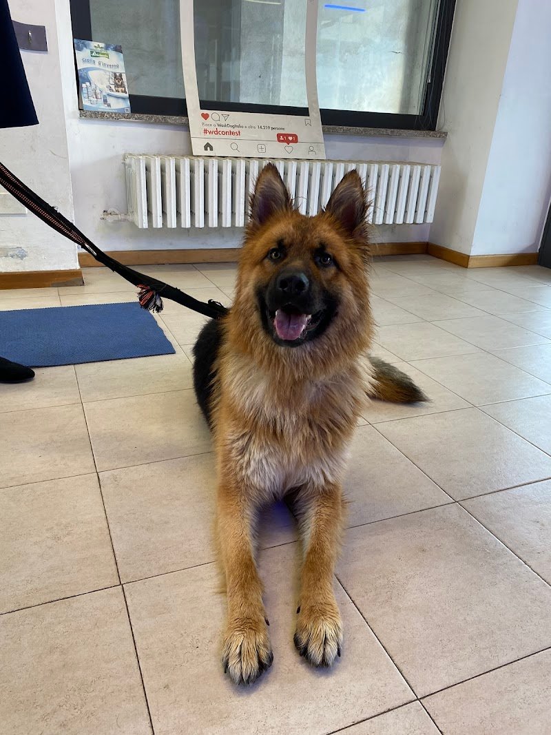 Wash Dog legnano - Foto 3