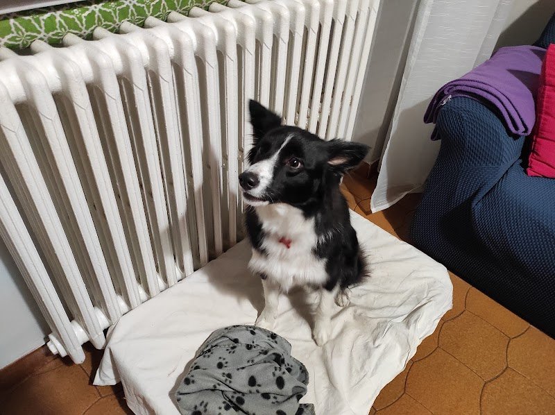 Wash Dog legnano - Foto 5