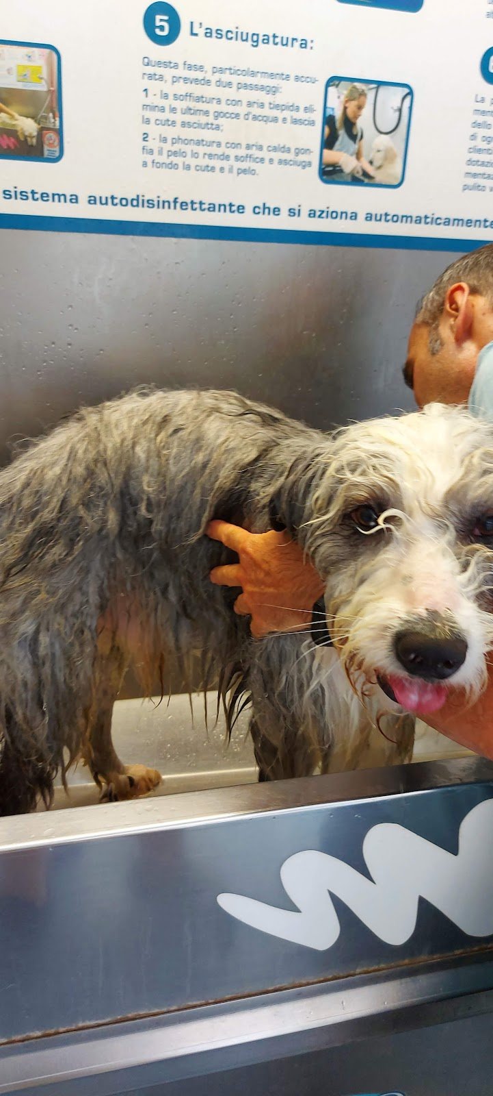 Wash Dog legnano - Foto 6