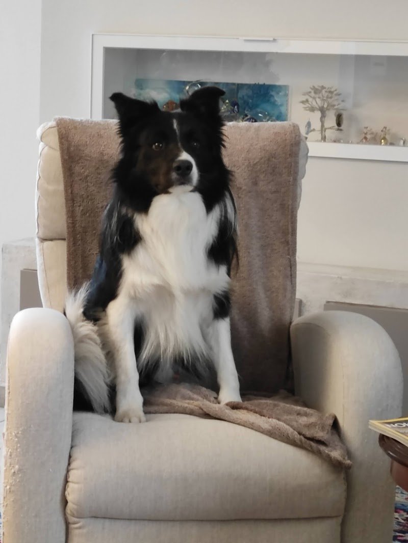 Wash Dog legnano - Foto 2