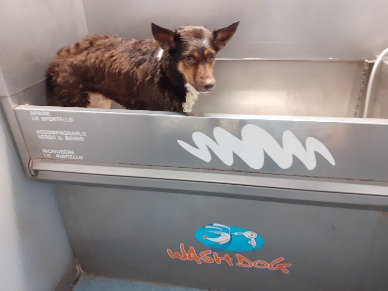 Wash Dog legnano - Foto 4