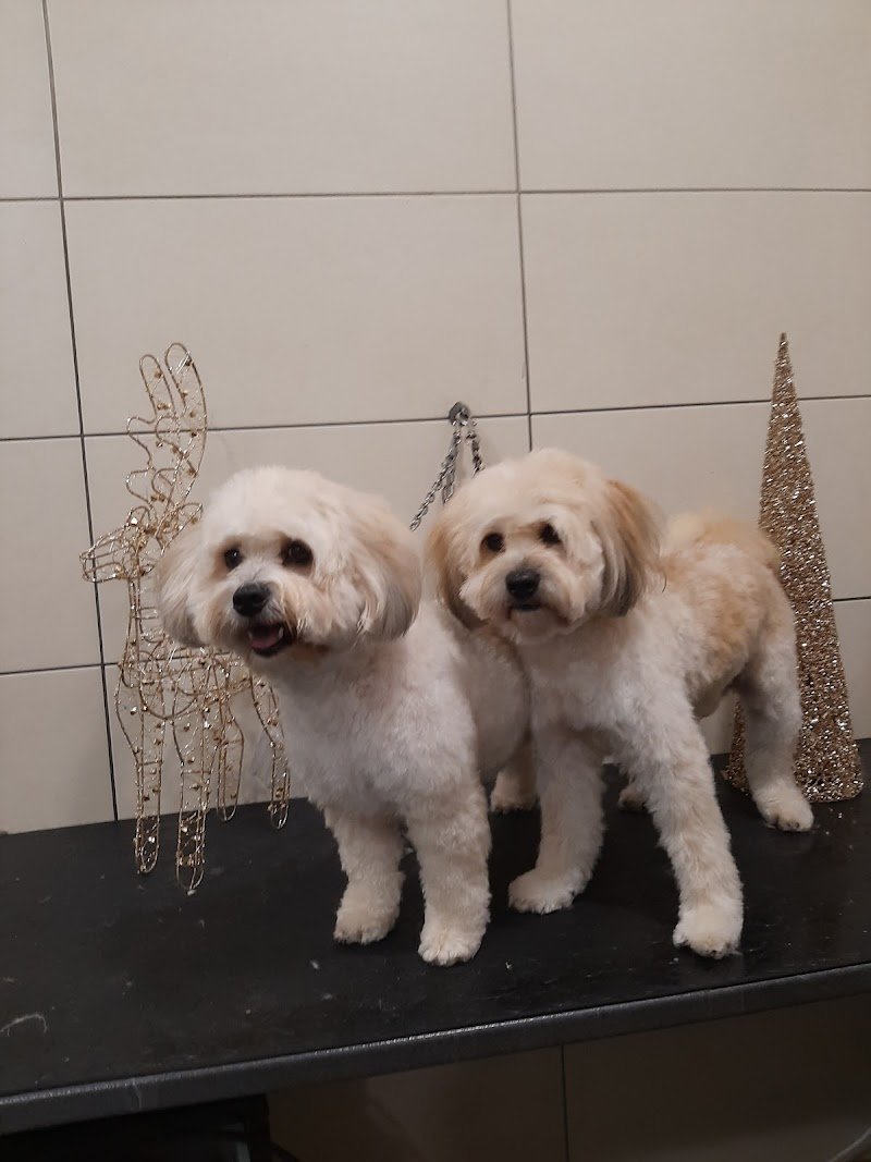 Wash Dog Lucca - Foto 1