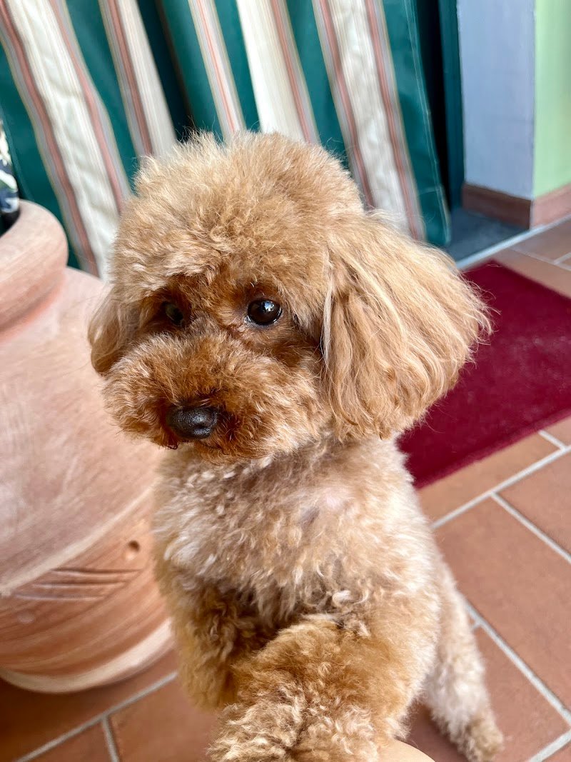 Wash Dog Lucca - Foto 2