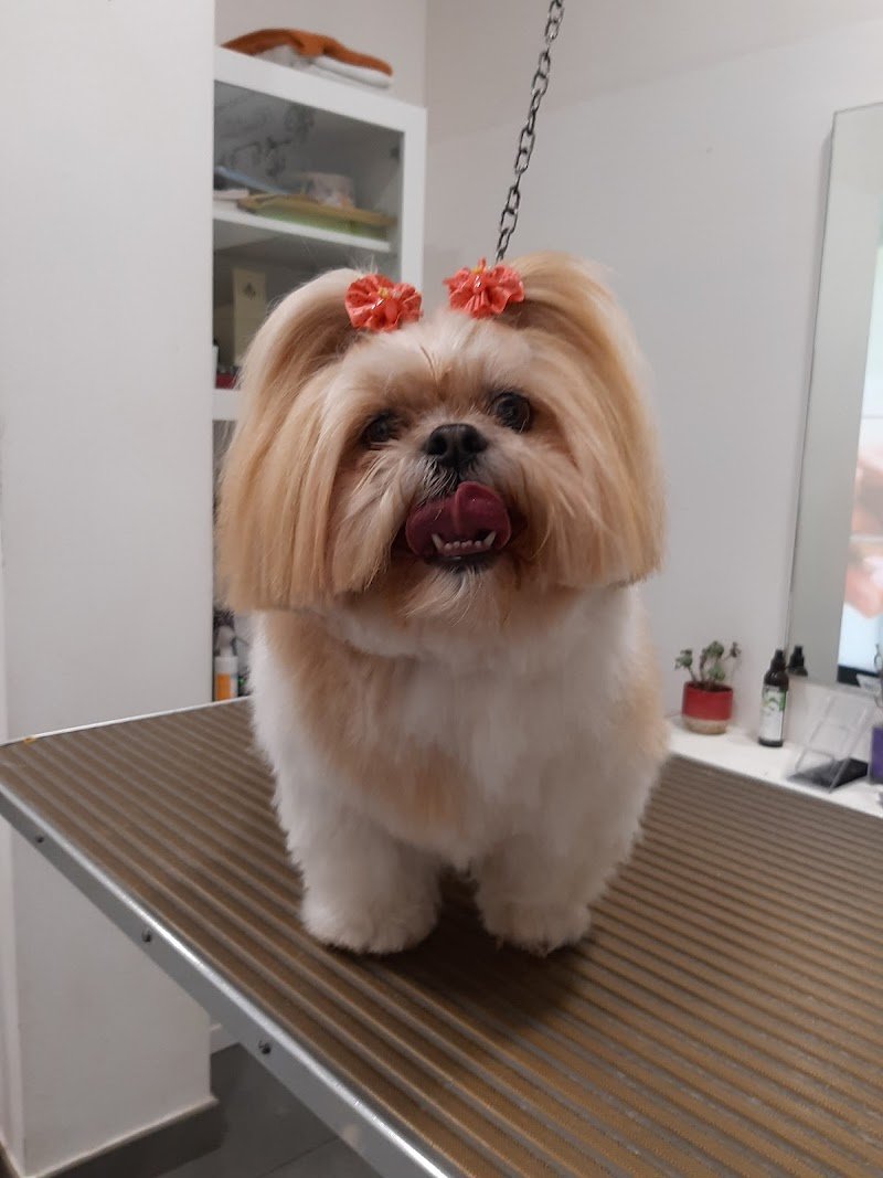 Wash Dog Lucca - Foto 3