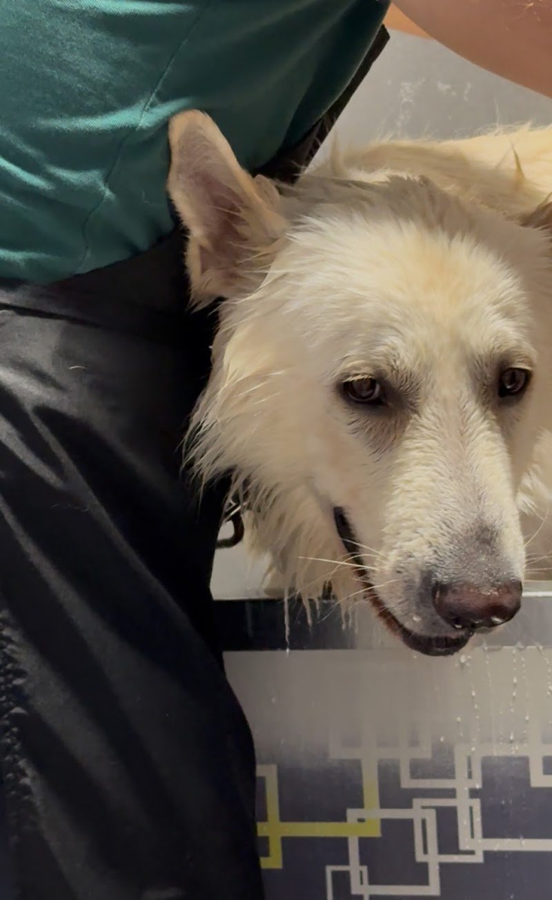 Wash Dog Lucca - Foto 5