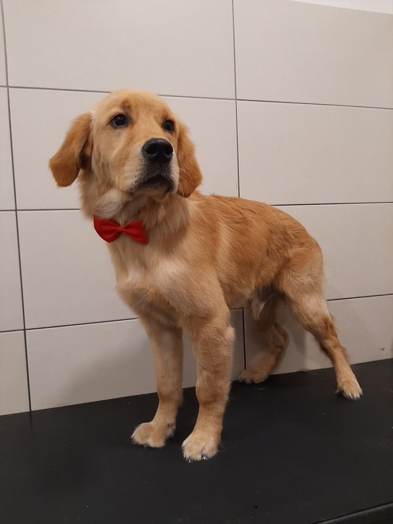 Wash Dog Lucca - Foto 6