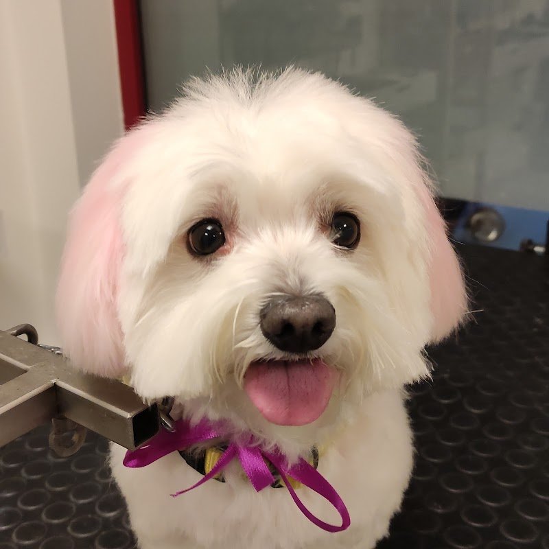 Wash Dog Massa - Foto 1