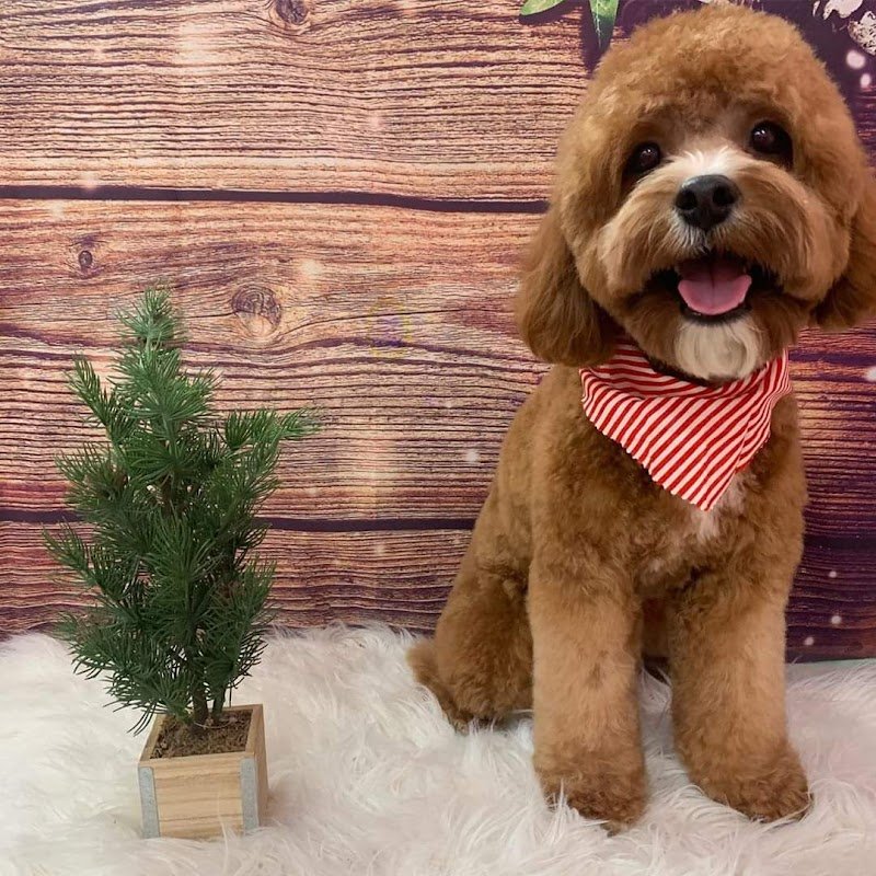 Wash Dog Massa - Foto 2