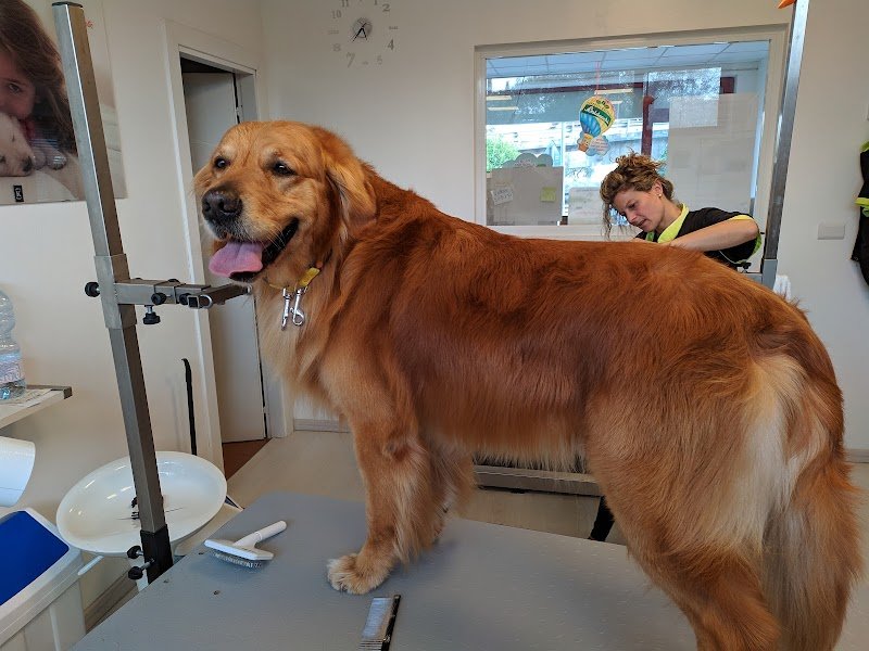 Wash Dog Massa - Foto 3