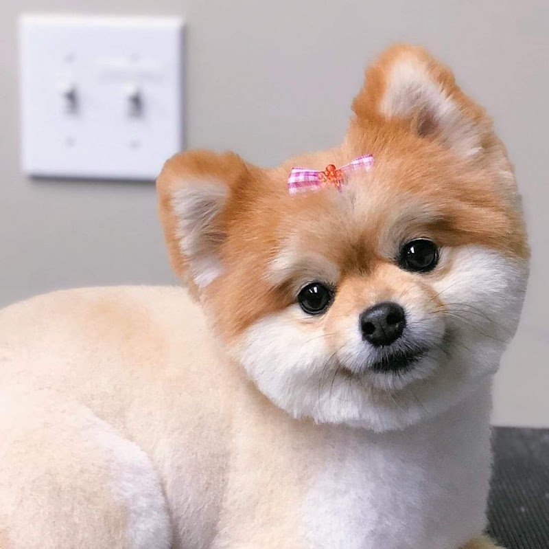 Wash Dog Massa - Foto 5