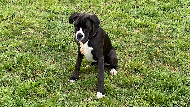 Wash Dog Milano Nord - Foto 1