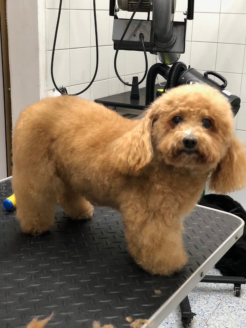 Wash Dog Milano Nord - Foto 2