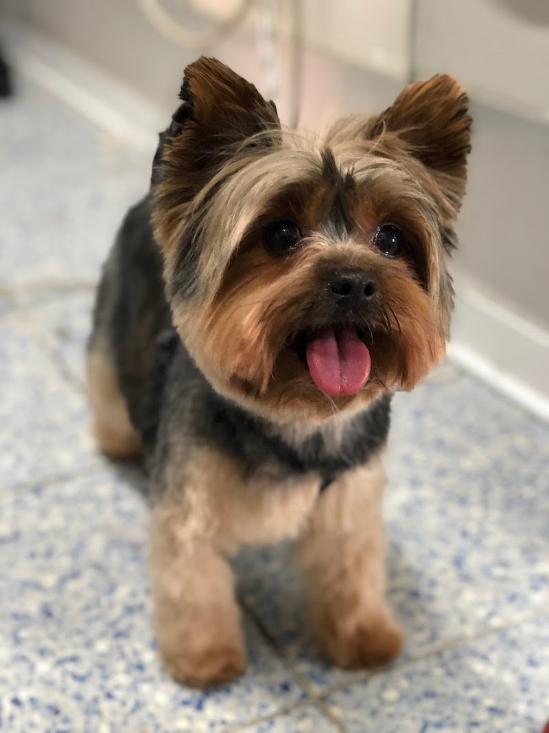 Wash Dog Milano Nord - Foto 3