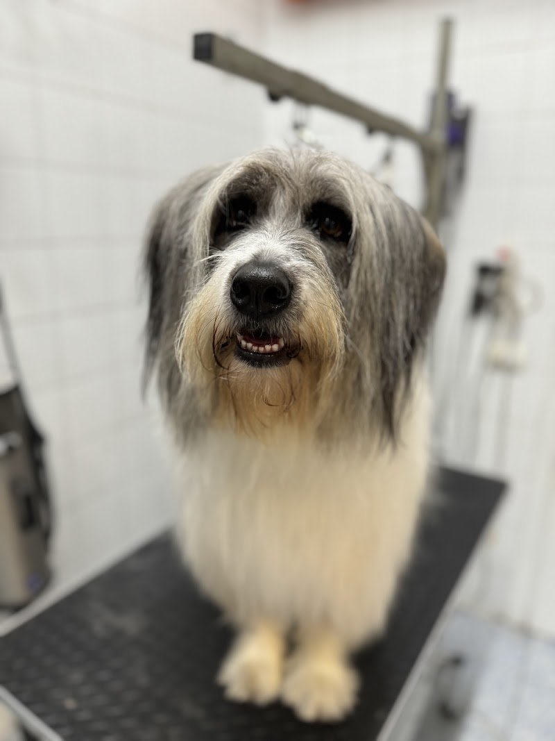 Wash Dog Milano Nord - Foto 4