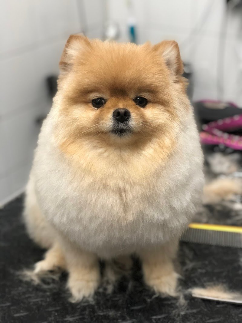 Wash Dog Milano Nord - Foto 5