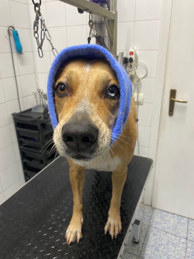 Wash Dog Milano Nord - Foto 6