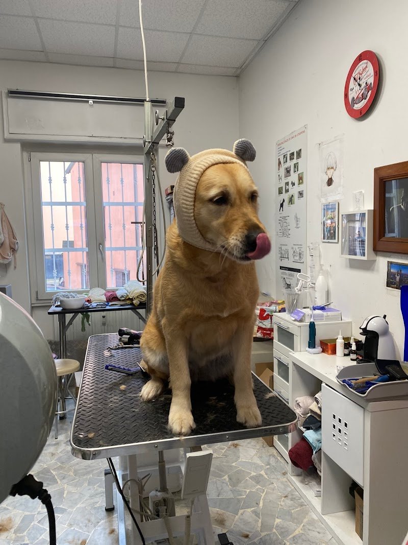 Wash Dog Pavia II - Foto 2