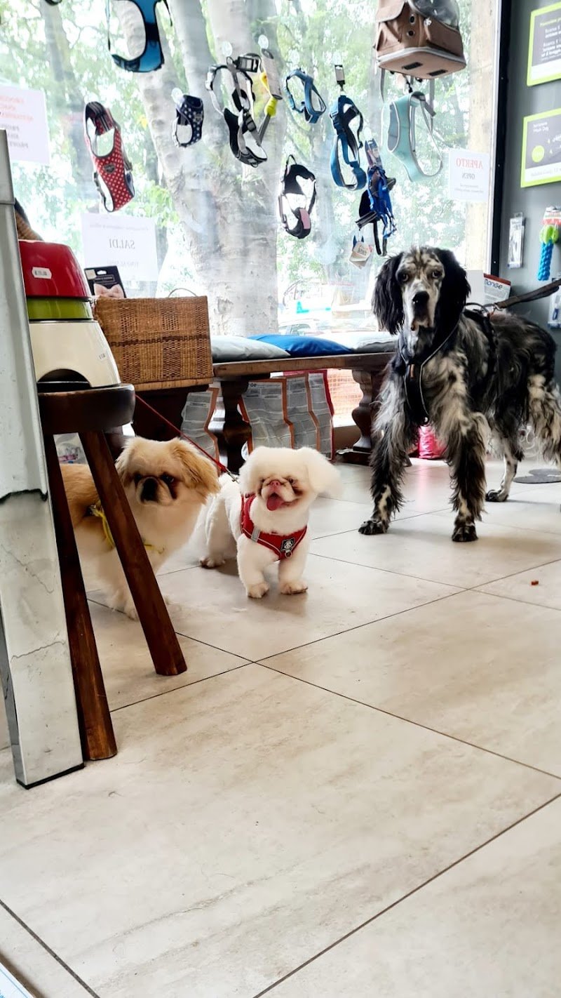 Wash Dog Pavia II - Foto 6