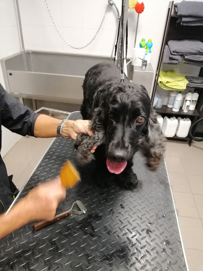 Wash Dog Pesaro - Foto 2