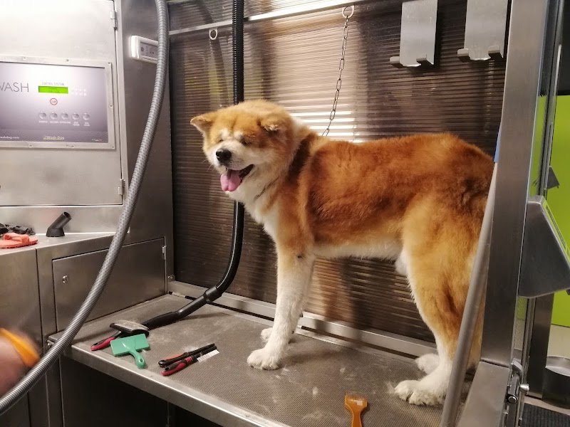 Wash Dog Pesaro - Foto 6