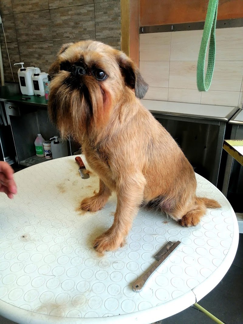 Wash Dog Prato - Foto 2