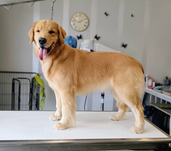 Wash Dog Prato - Foto 3