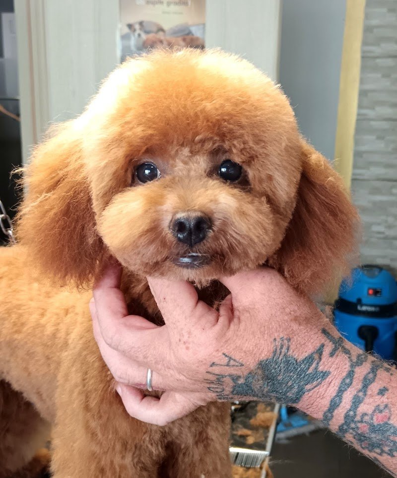 Wash Dog Prato - Foto 4