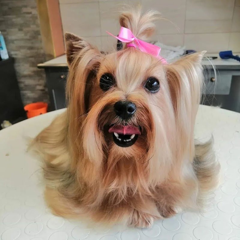 Wash Dog Prato - Foto 5