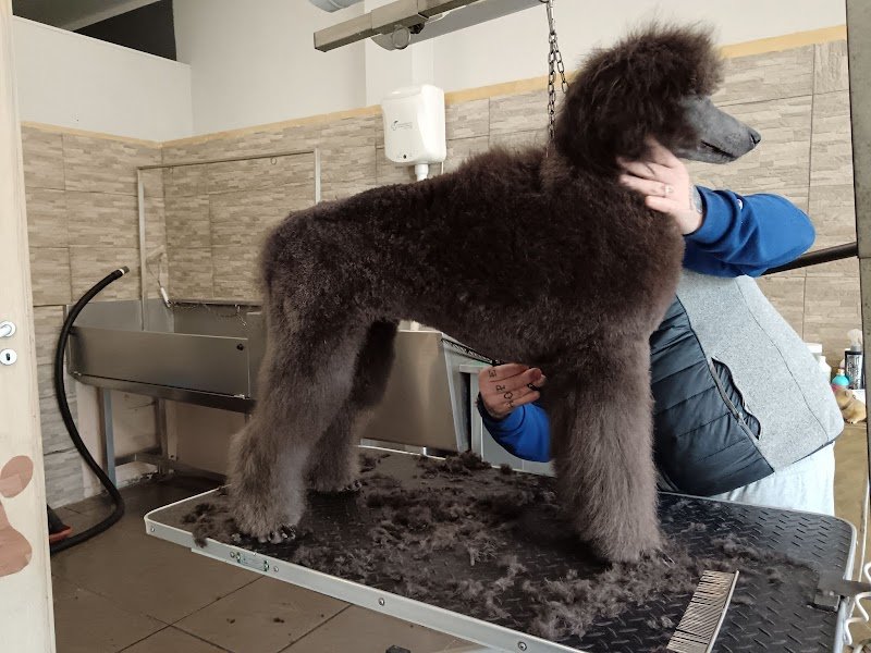 Wash Dog Prato - Foto 6