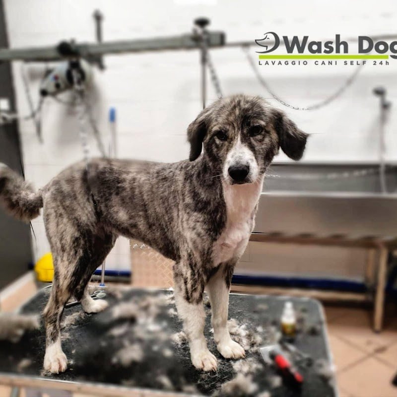 Wash Dog - Foto 4