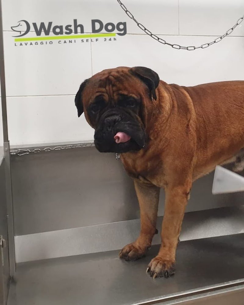 Wash Dog - Foto 5
