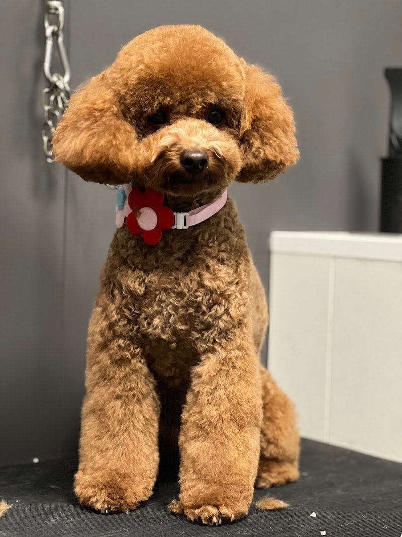 Wash Dog Riccione - Foto 3