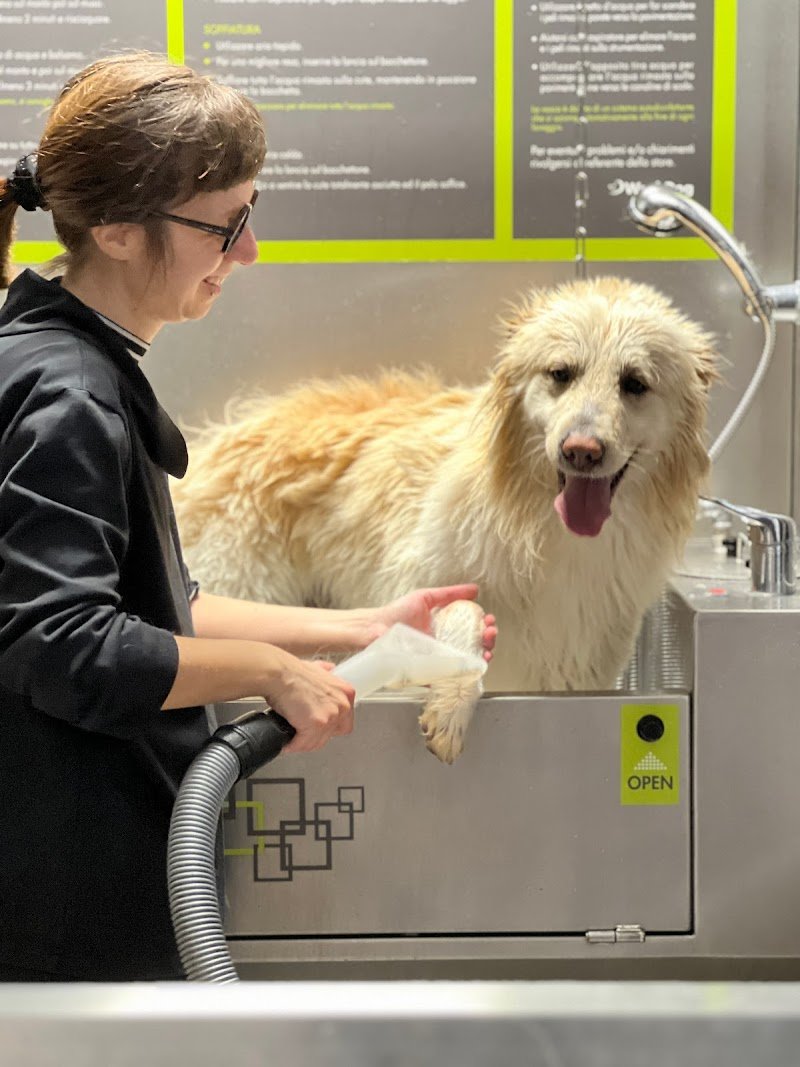 Wash Dog Riccione - Foto 4